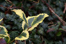 Pentax KF With 18-135mm - Common Holly | 1/60 sec | f/8 | ISO 200 | 135mm