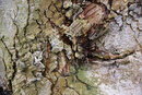 Pentax KF With 18-135mm - Texture In Gnarled Tree Trunk | 1/40 sec | f/5.6 | ISO 200 | 60mm