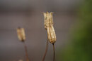 SMC Pentax 55mm f/1.8 On K-1 With T6 2x Converter - Common Columbine
