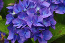 SMC Pentax 55mm f/1.8 On K-1 With T6 2x Converter - Hydrangea At f/5.6 f/11