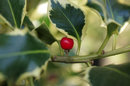 Close Up Berry | 1/50 sec | f/5.6 | 70.0 mm | ISO 200