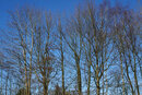 SMC Pentax-DA 18-135mm - Trees And Blue Sky | 1/500 sec | f/8 | ISO 200 | 31mm
