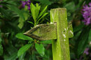 Aided by the use of a tripod, the sharpness is impressive, ISO200, 1/13, f/8, 230mm (35mm equiv: 345mm)