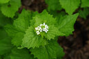SMC Pentax-F 1.7x AF Converter With 50mm f/1.7A - Garlic Mustard