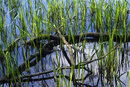 SMC Pentax-F 1.7x AF Converter With 50mm f/1.7A - Reeds At Pennington Flash