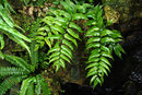 SMC Pentax-F 35-70mm f/3.5-4.5 - Asian Netvein Hollyfern