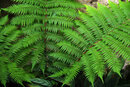 SMC Pentax-F 35-70mm f/3.5-4.5 - Australian Tree Fern