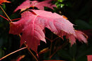 SMC Pentax-F 35-70mm f/3.5-4.5 - Macro Norway Maple