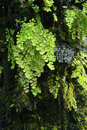 SMC Pentax-F 35-70mm f/3.5-4.5 - Southern Maidenhair Fern