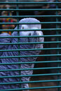 SMC Pentax-F 35-70mm f/3.5-4.5 - The Prisoner
