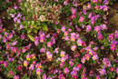 SMC Pentax-F 35-70mm f/3.5-4.5 - Pansies | 1/200 sec | f/8 | ISO 400 | 70mm