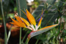 SMC Pentax-F 50mm f/1.7 - Bird Of Paradise 