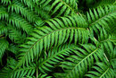SMC Pentax-F 50mm f/1.7 - European Chain Fern 