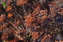SMC Pentax-F 50mm f/1.7 - Showy Stonecrop 