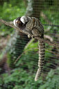 Accurate and fast AF makes fast moving wildlife shots possible, ISO800, 1/160, f/4, 77mm (35mm equiv: 115mm)