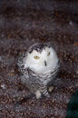 Using f/1.8 has made it possible to greatly reduce the visibility of the bars in front of this caged owl, ISO200, 1/4000, f/1.8, 77mm (35mm equiv: 115mm)