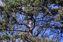SMC Pentax-M 135mm f/3.5 - CA Test