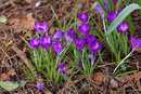 SMC Pentax-M 135mm f/3.5 - Spring Croci