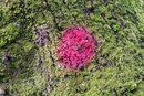 SMC Pentax-M 135mm f/3.5 - The Red Spot Texture Study