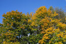 SMC Pentax-M 50mm f/1.4 - First Leaves Of Autumn