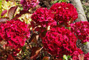 SMC Pentax-M 50mm f/1.4 - Hydrangea