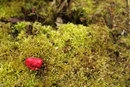 Super-Takumar 50mm f/1.4 - Love Found In The Moss