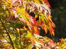 Leaves | 1/250 sec | f/4.2 | 65.2 mm | ISO 100