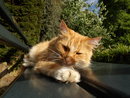 Cat | 1/900 sec | f/3.2 | 4.3 mm | ISO 100