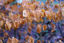 XR Rikenon 50mm f/2 S - Copper Beech