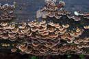 XR Rikenon 50mm f/2 S - Polyporaceae